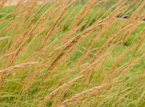 Třtina ostrokvětá 'Karl Foerster' - Calamagrostis acutiflora 'Karl Foerster'