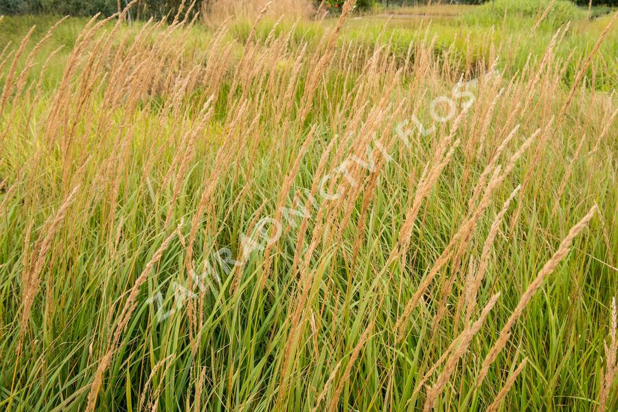 Třtina ostrokvětá 'Karl Foerster' - Calamagrostis acutiflora 'Karl Foerster'