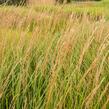 Třtina ostrokvětá 'Karl Foerster' - Calamagrostis acutiflora 'Karl Foerster'