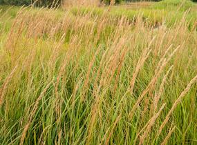 Třtina ostrokvětá 'Karl Foerster' - Calamagrostis acutiflora 'Karl Foerster'