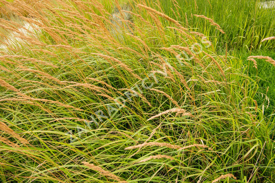 Třtina ostrokvětá 'Karl Foerster' - Calamagrostis acutiflora 'Karl Foerster'