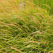 Třtina ostrokvětá 'Karl Foerster' - Calamagrostis acutiflora 'Karl Foerster'