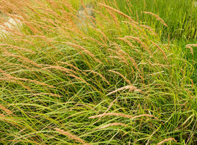 Třtina ostrokvětá 'Karl Foerster' - Calamagrostis acutiflora 'Karl Foerster'