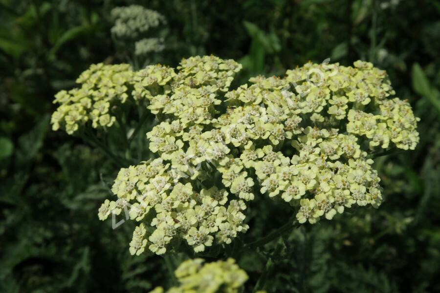 Řebříček tužebníkovitý 'Hymne' - Achillea filipendulina 'Hymne'