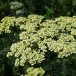 Řebříček tužebníkovitý 'Hymne' - Achillea filipendulina 'Hymne'