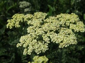 Řebříček tužebníkovitý 'Hymne' - Achillea filipendulina 'Hymne'
