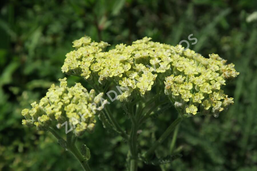 Řebříček tužebníkovitý 'Hymne' - Achillea filipendulina 'Hymne'