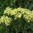 Řebříček tužebníkovitý 'Hymne' - Achillea filipendulina 'Hymne'