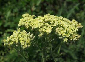Řebříček tužebníkovitý 'Hymne' - Achillea filipendulina 'Hymne'