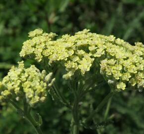 Řebříček tužebníkovitý 'Hymne' - Achillea filipendulina 'Hymne'