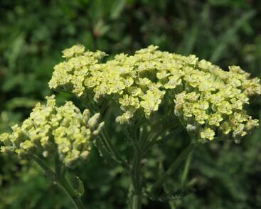 Řebříček tužebníkovitý 'Hymne'