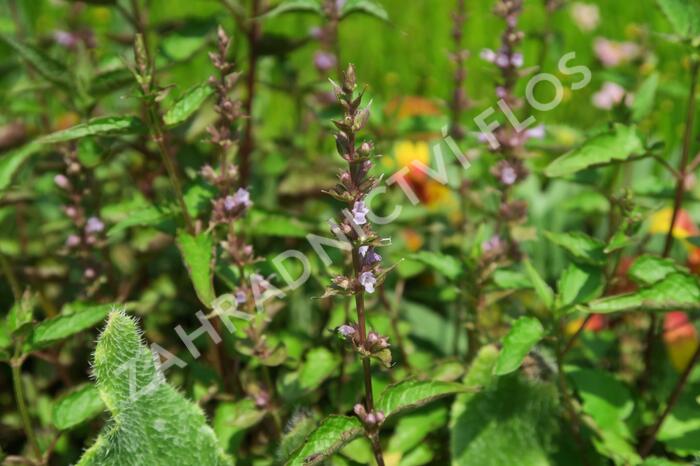 Agastache svraskalá 'After Eight' - Agastache rugosa 'After Eight'