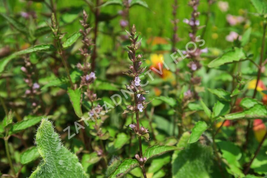 Agastache svraskalá 'After Eight' - Agastache rugosa 'After Eight'