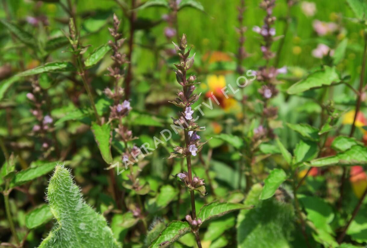 Agastache svraskalá 'After Eight' - Agastache rugosa 'After Eight'