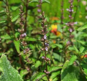 Agastache svraskalá 'After Eight' - Agastache rugosa 'After Eight'