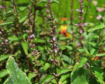 Agastache svraskalá 'After Eight'