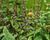 Agastache svraskalá 'After Eight'
