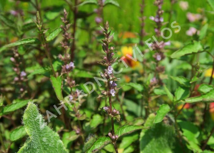 Agastache svraskalá 'After Eight' - Agastache rugosa 'After Eight'