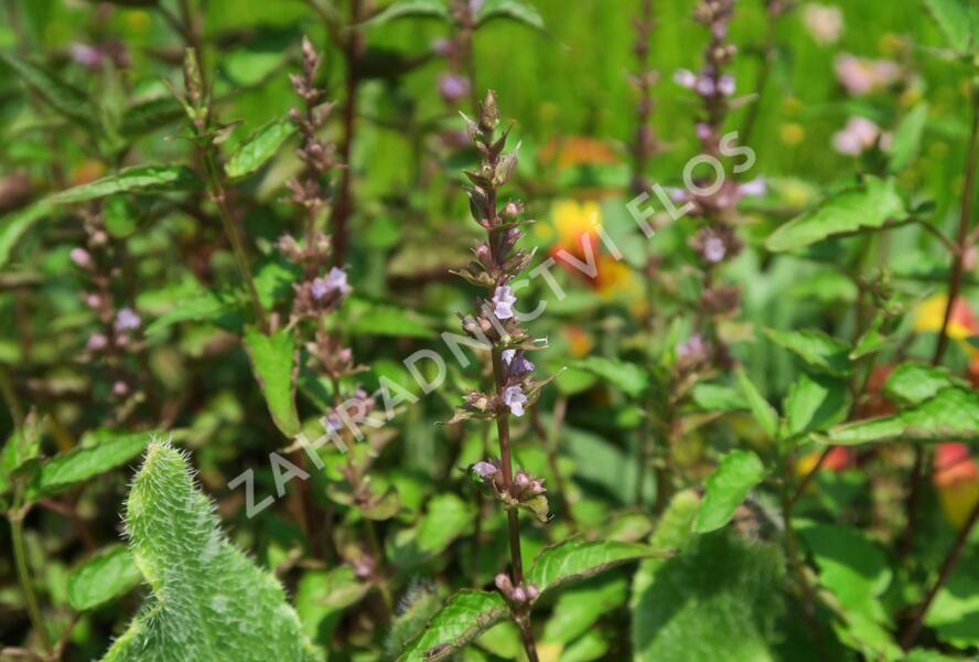 Agastache svraskalá 'After Eight' - Agastache rugosa 'After Eight'