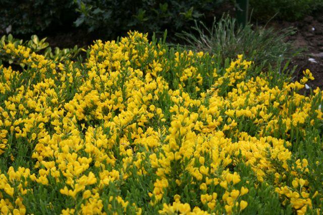 Čilimník rozložený - Cytisus decumbens