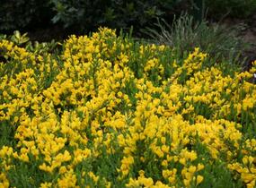 Čilimník rozložený - Cytisus decumbens