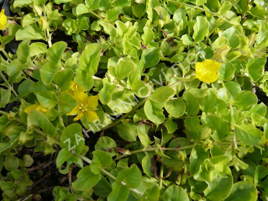 Vrbina penízková - Lysimachia nummularia