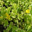 Vrbina penízková - Lysimachia nummularia