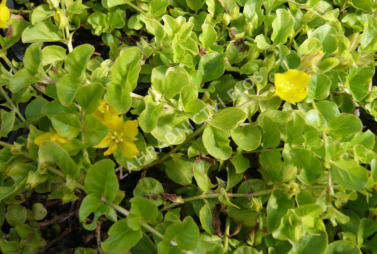 Vrbina penízková - Lysimachia nummularia