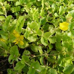 Vrbina penízková - Lysimachia nummularia