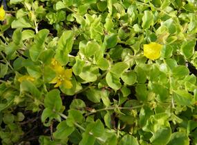 Vrbina penízková - Lysimachia nummularia