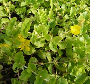 Vrbina penízková - Lysimachia nummularia