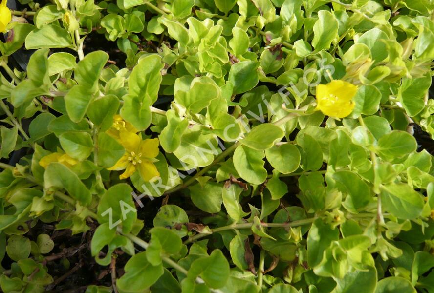 Vrbina penízková - Lysimachia nummularia
