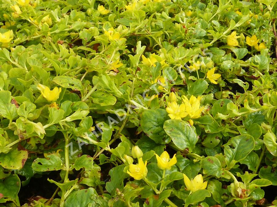 Vrbina penízková - Lysimachia nummularia