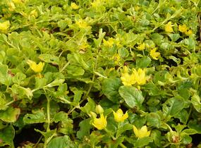 Vrbina penízková - Lysimachia nummularia