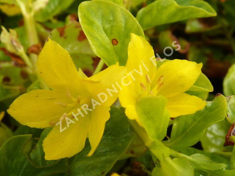 Vrbina penízková - Lysimachia nummularia