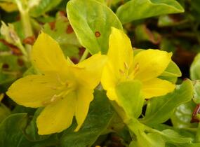 Vrbina penízková - Lysimachia nummularia