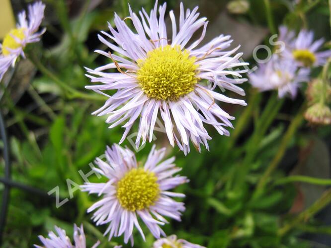 Turan 'Mrs. E.H.Beale' - Erigeron x cultorum 'Mrs. E.H.Beale'