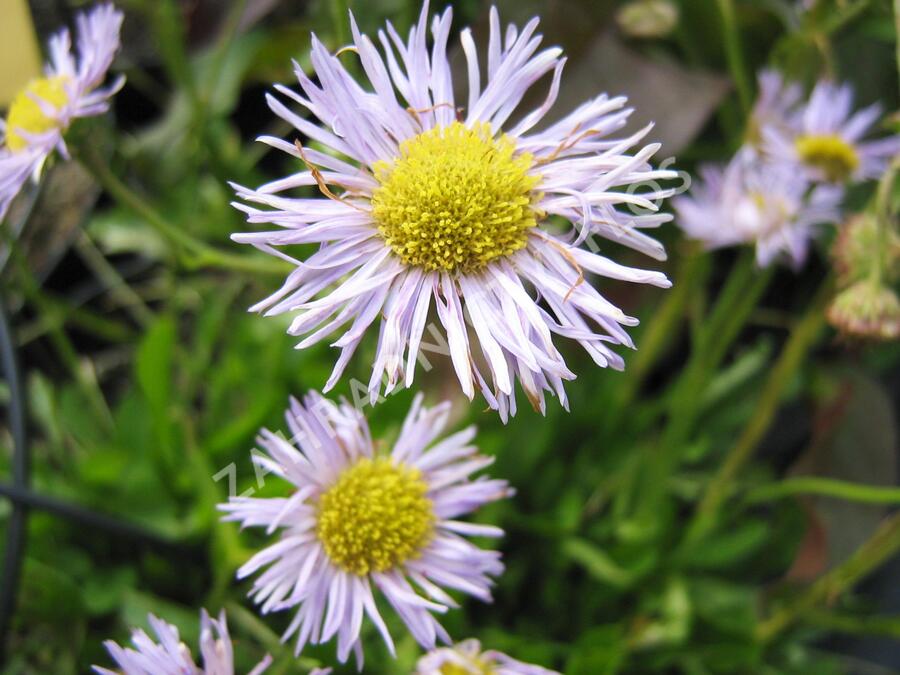 Turan 'Mrs. E.H.Beale' - Erigeron x cultorum 'Mrs. E.H.Beale'