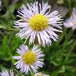 Turan 'Mrs. E.H.Beale' - Erigeron x cultorum 'Mrs. E.H.Beale'