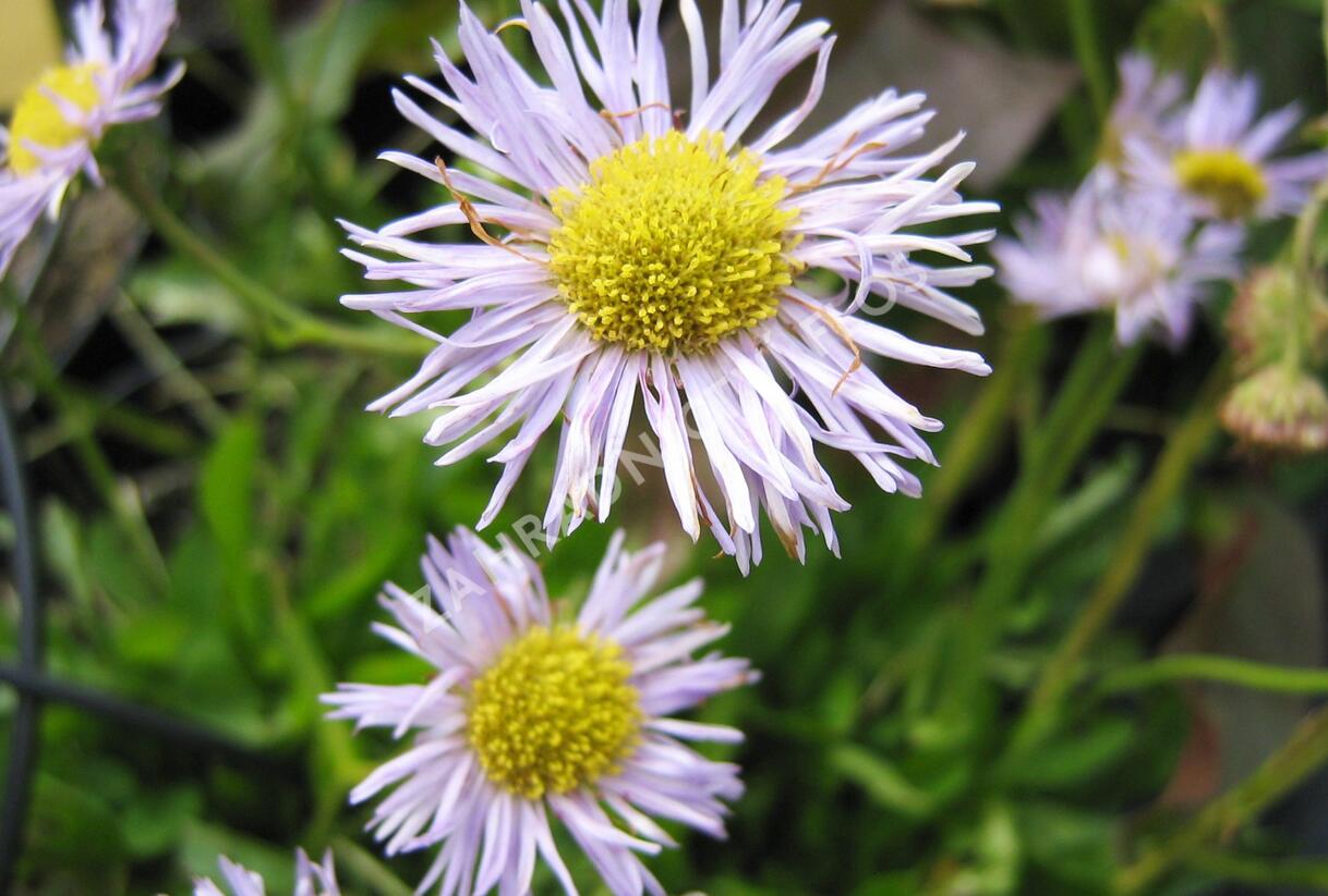 Turan 'Mrs. E.H.Beale' - Erigeron x cultorum 'Mrs. E.H.Beale'