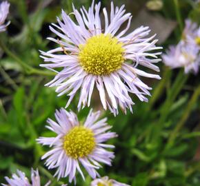 Turan 'Mrs. E.H.Beale'