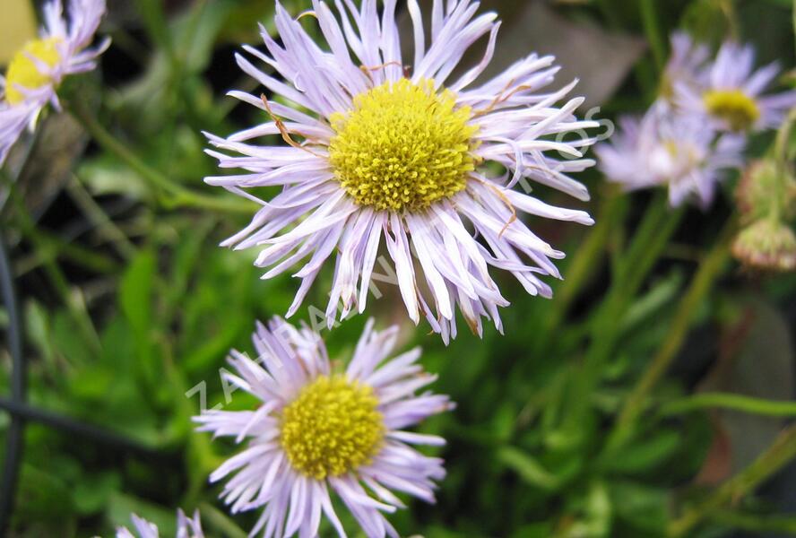 Turan 'Mrs. E.H.Beale' - Erigeron x cultorum 'Mrs. E.H.Beale'