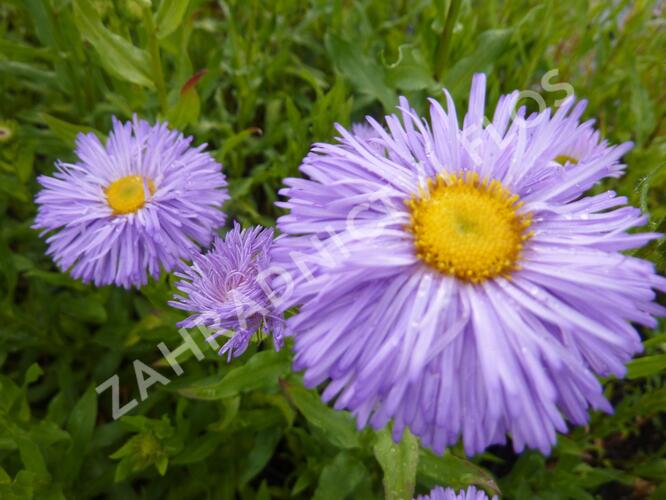 Turan nádherný 'Schöne Blaue' - Erigeron speciosus 'Schöne Blaue'