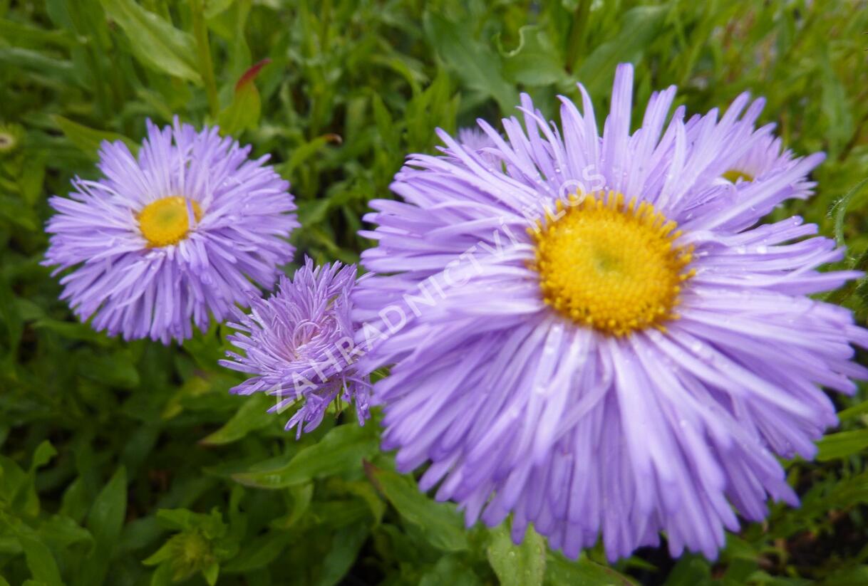 Turan nádherný 'Schöne Blaue' - Erigeron speciosus 'Schöne Blaue'