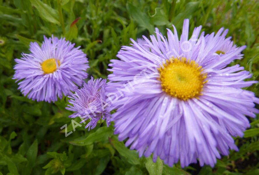 Turan nádherný 'Schöne Blaue' - Erigeron speciosus 'Schöne Blaue'