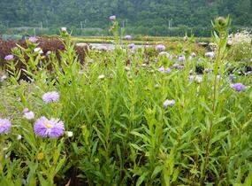 Turan nádherný 'Schöne Blaue' - Erigeron speciosus 'Schöne Blaue'