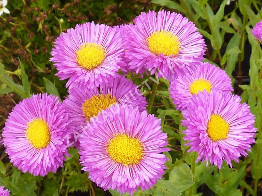 Turan 'Foersters Liebling' - Erigeron 'Foersters Liebling'