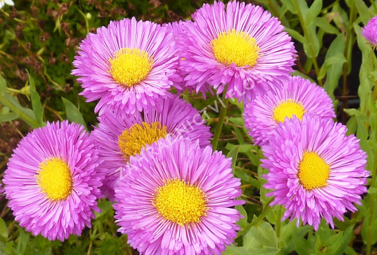 Turan 'Foersters Liebling' - Erigeron 'Foersters Liebling'