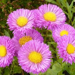 Turan 'Foersters Liebling' - Erigeron 'Foersters Liebling'