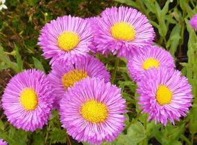 Turan 'Foersters Liebling' - Erigeron 'Foersters Liebling'